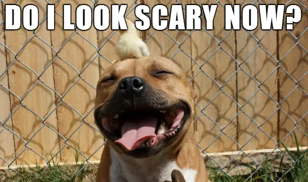 15 Best Pitbull Memes You Should Send To Your Friends Right Now | Page