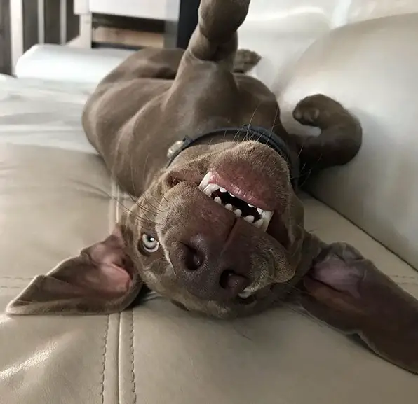 A Weimaraner lying upside down on the couch