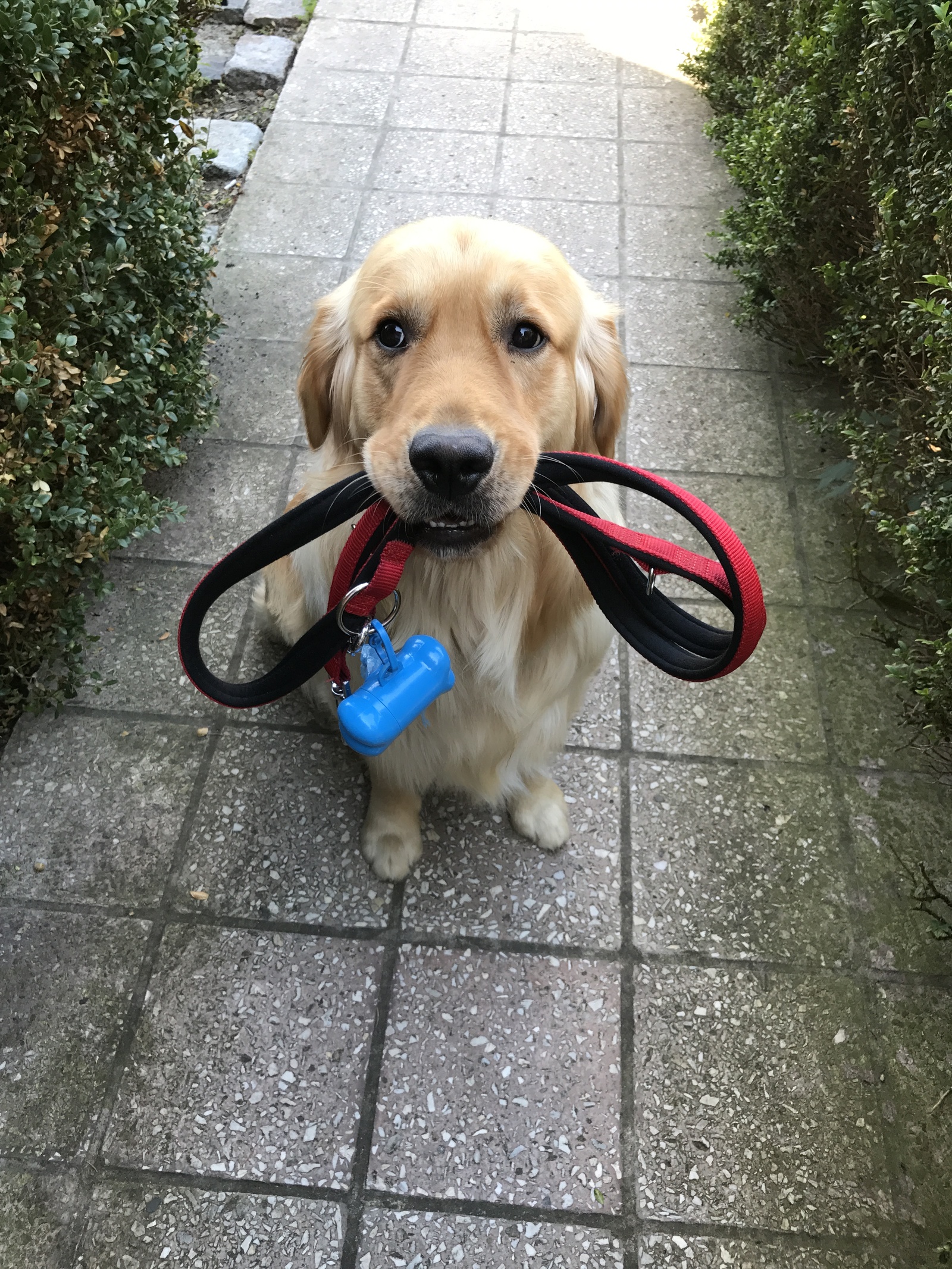 Golden Retriever sitting on the pathway while holding its own leash