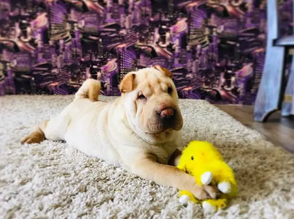 Shar Pei puppy lying down on the carpet with its stuffed toy