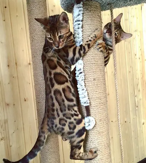 two Bengal Cats climbing on their tower