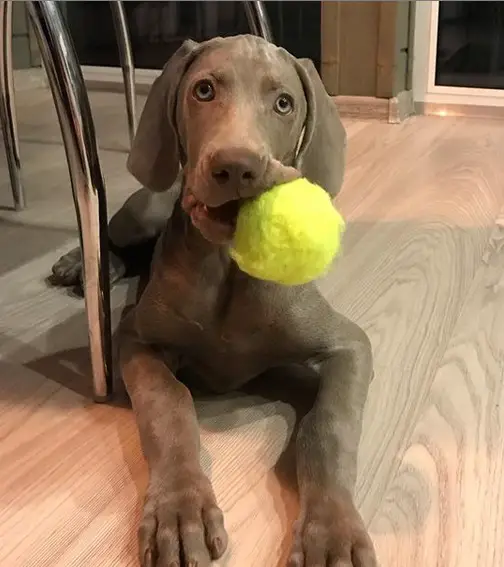 A Weimaraner puppy lying on the floor with a tennis ball in its mouth