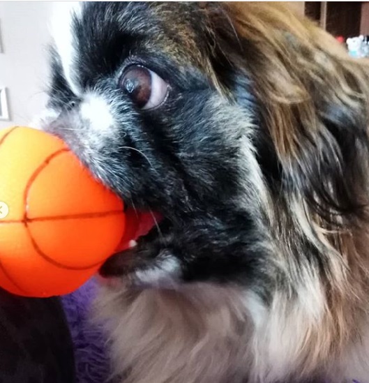 Pekingese looking sideways with a ball in its mouth