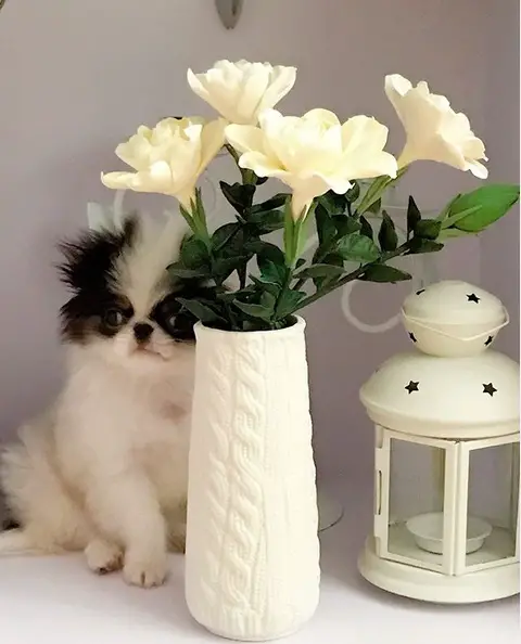 A Japanese Chin sitting on top of the table and hiding behind the flower vase
