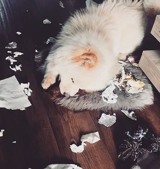 A Chow Chow sleeping on its bed while being surround with torn pieces of paper