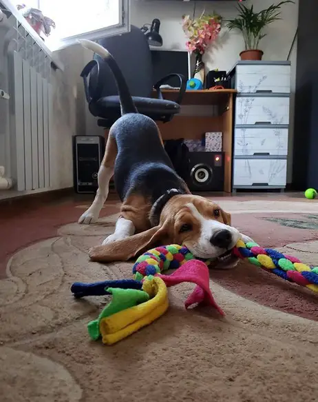 A Beagle plying tug of war