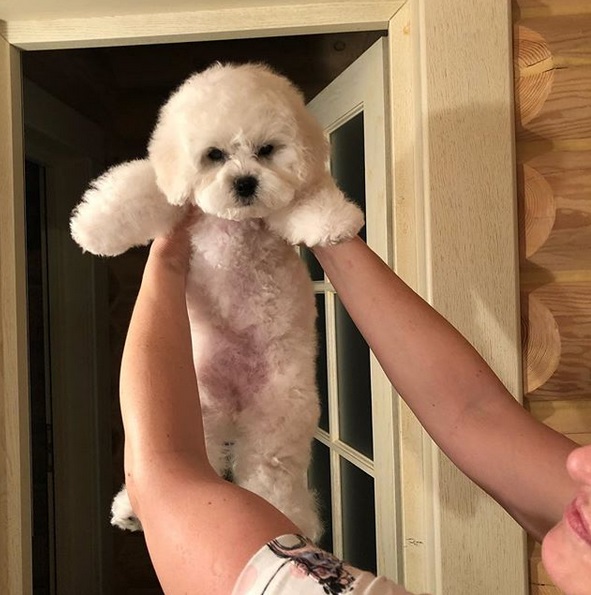 A Bichon Frise being help up by the door