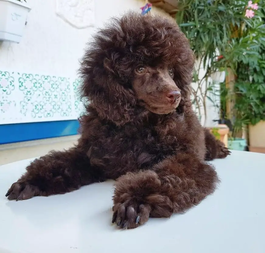 brown Poodle lying on top of the table while looking sideways