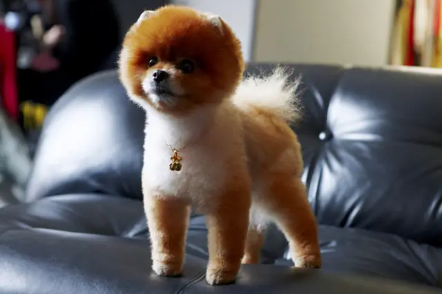 A Pomeranian standing on the couch