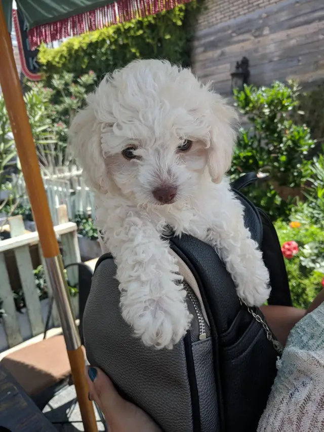 white Poodle puppy inside the bag