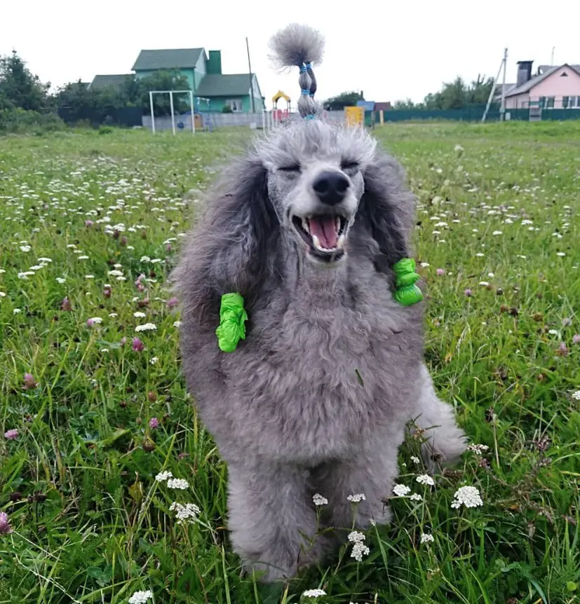 a happy gray Poodle sitting in the field of green grass with small white flowers