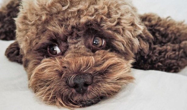 claudia's toy poodles