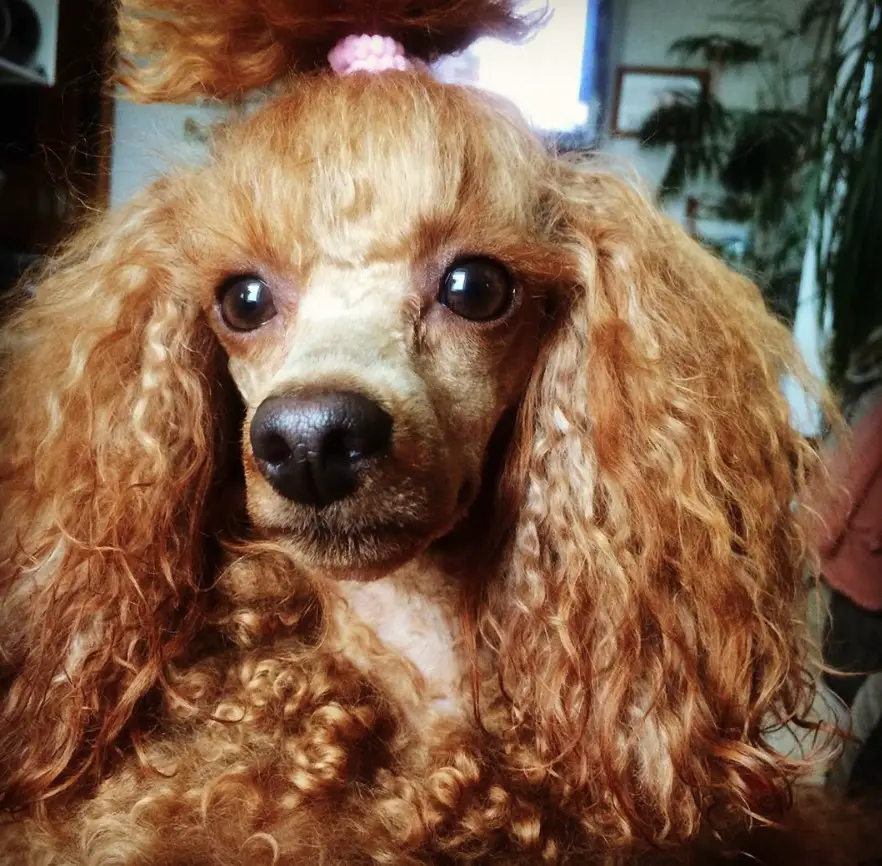 red Poodle with a pony tail on top of its head