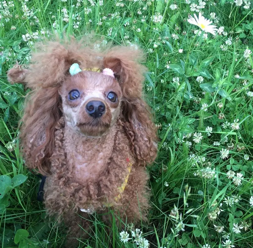 brown Poodle sitting on the grass with dandelion flowers while looking up with its begging face