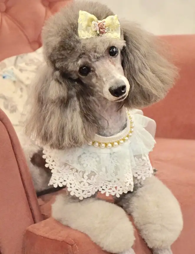 gray Poodle wearing a pearl with lace around its neck and yellow ribbon on top of its head while lying on the floor