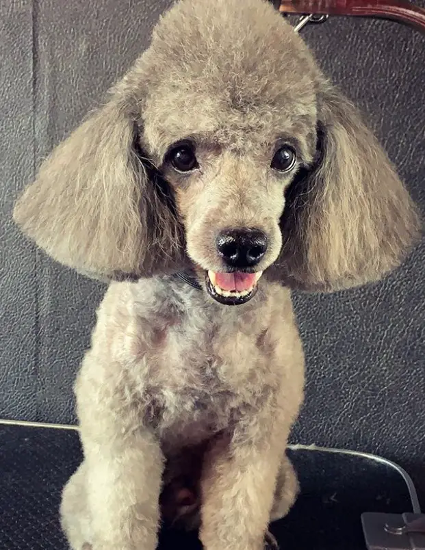 smiling gray Poodle sitting on top of the grooming table