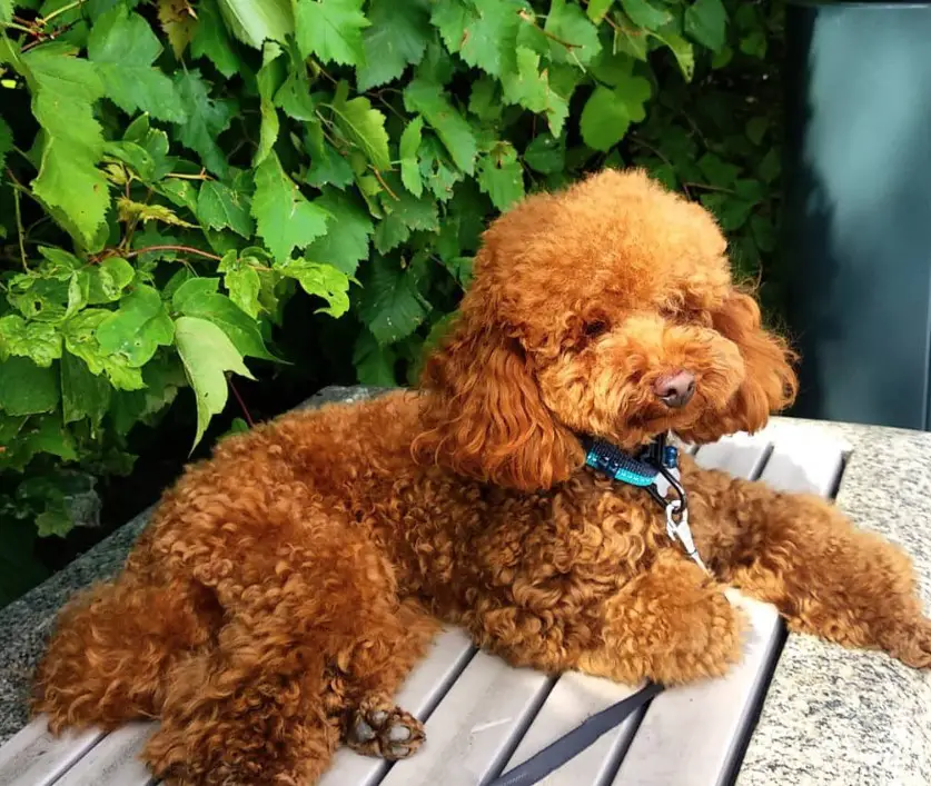 red Poodle puppy lying on top of a bench in the garden with wall wall of green leaves behind her