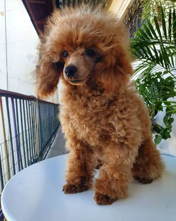 red Poodle sitting on top of the round table in the balcony