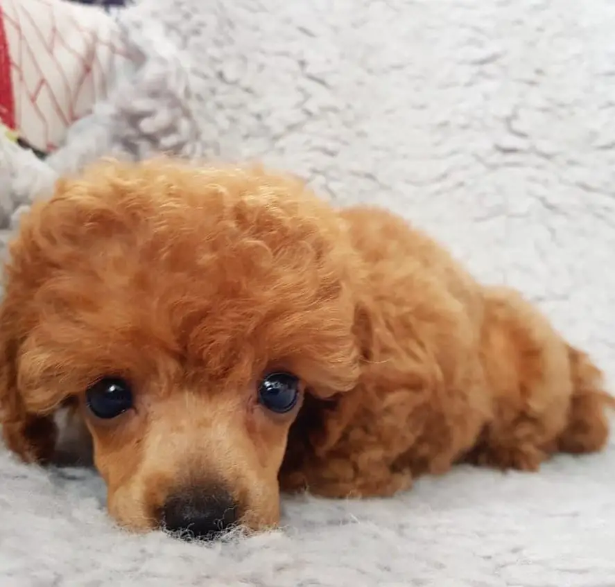 red Poodle puppy lying on its bed with its adorable face