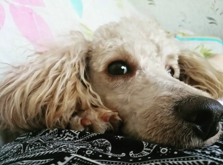 A Poodle lying down on the bed