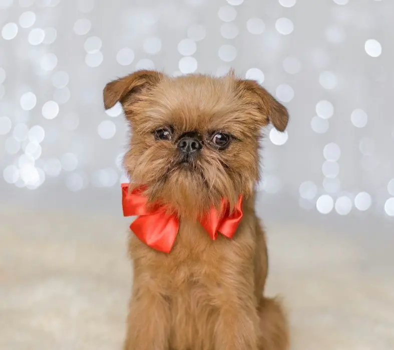 A Brussels Griffon wearing a red ribbon tie around its neck