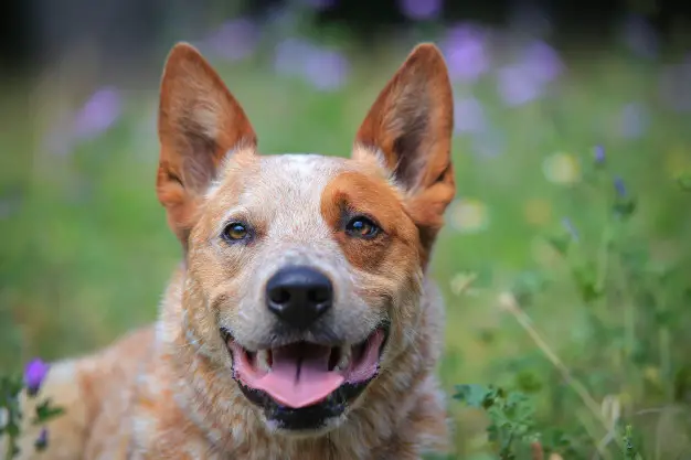 A Australian Cattle Dog lying in the field of flowers while smiling