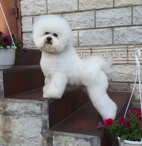 A Bichon Frise standing on the stairway