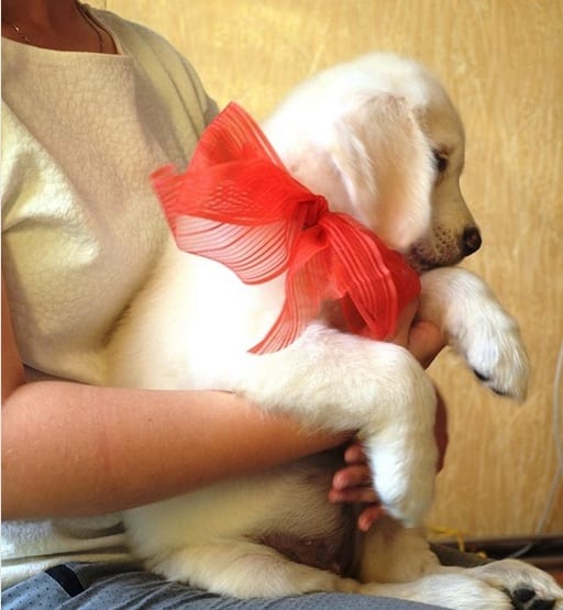 A Golden Retriever puppy wearing a red ribbon around its neck while being held by a woman sitting on the chair