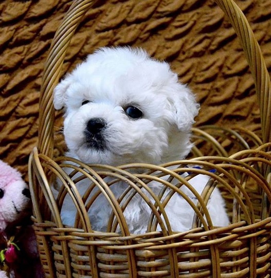 A Bichon Frise in a wicker basket