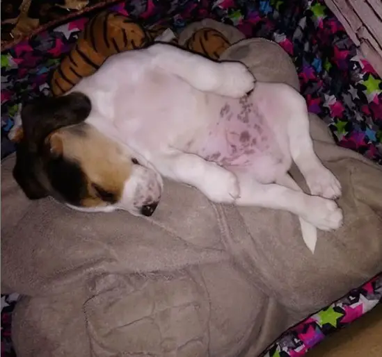 A Beagle sleeping soundly on its bed