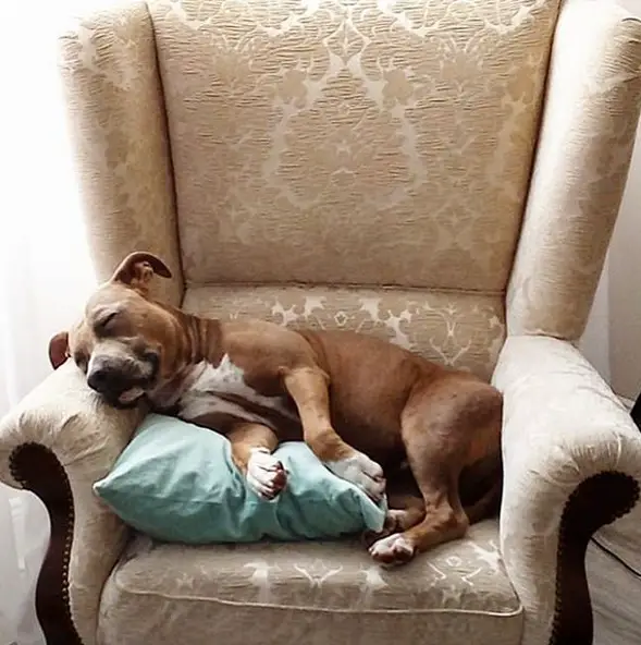 A Staffordshire Bull Terrier sleeping on the chair