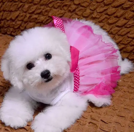 A Bichon Frise wearing a pink dress while lying on the couch