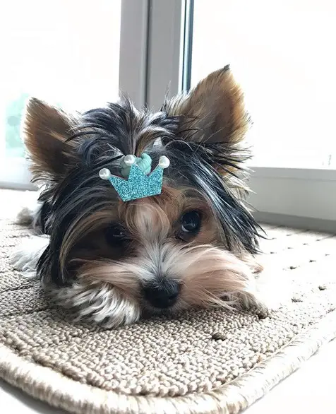 Yorkie with a blue crown pony tie on top of its head lying down on the carpet