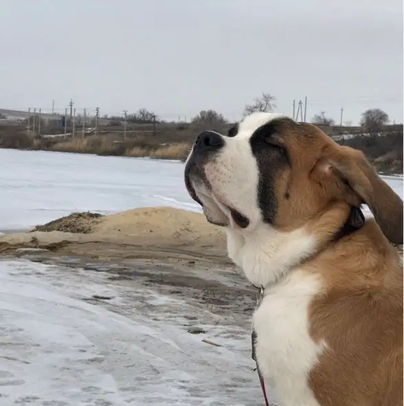 A St. Bernard smelling the air with its eyes closed