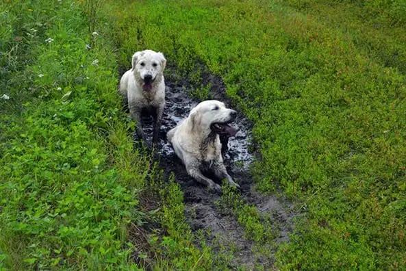 two Golden Retrievers lying in the mud in the field of grass
