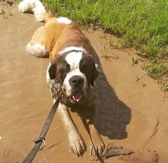 A St. Bernard dog lying on the dirt under the sun
