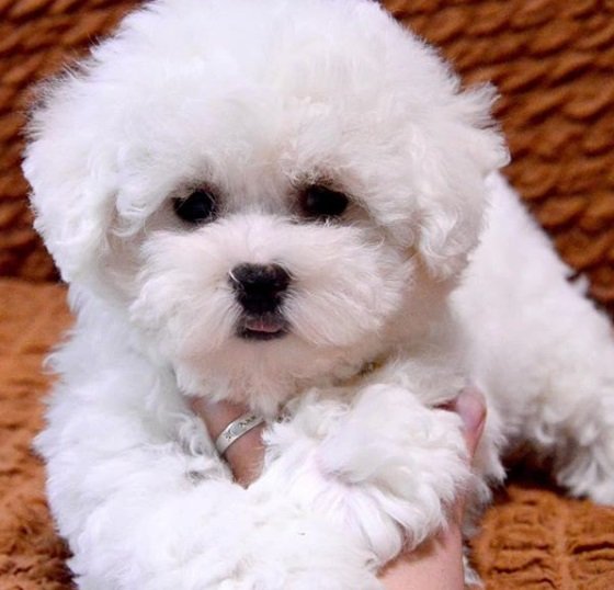 A Bichon Frise lying on the couch