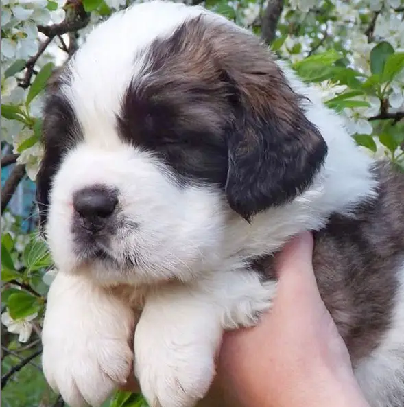 A St. Bernard puppy being held up against the white flowers on a tree