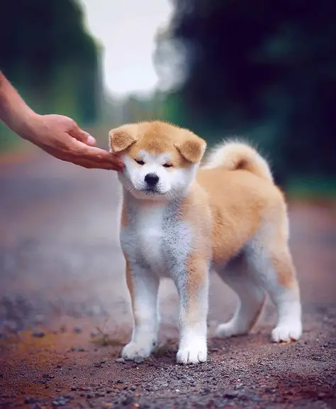 An Akita puppy standing on the pavement with the hand of a person on its cheek