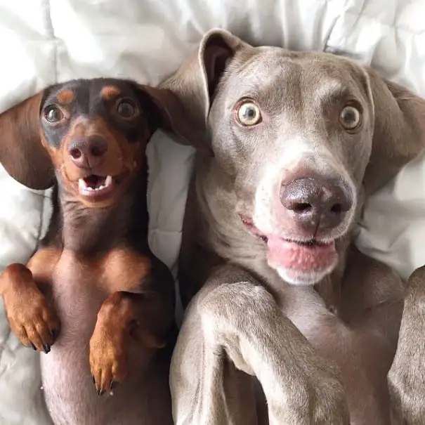 a large dog lying on the bed with a Dachshund with their surprised faces