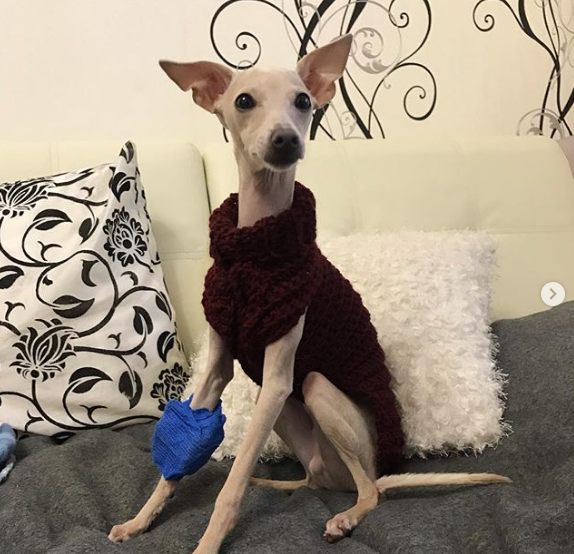 An Italian Greyhound wearing a sweater while sitting on top of the sofa