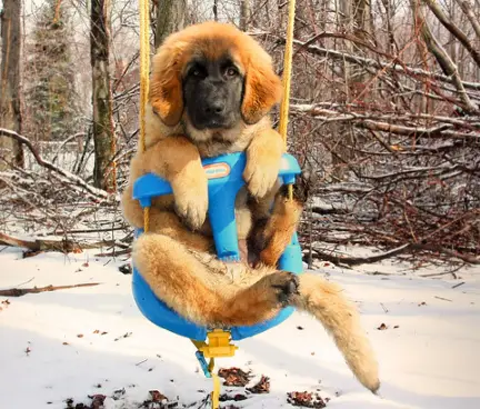 A Leonberger puppy in a swing at the park