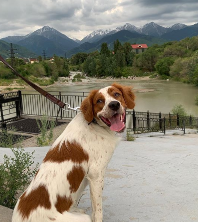 A Brittany sitting on the pavement with the view of the lake behind him