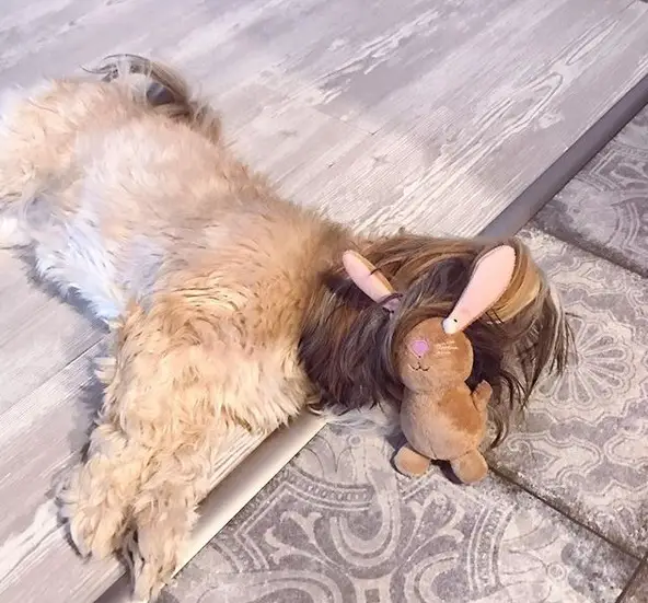 Shih Tzu sleeping on the floor with its bunny stuffed toy