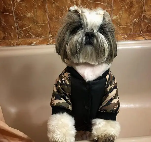 Funny Shih Tzu in square cut face wearing a camouflage shirt