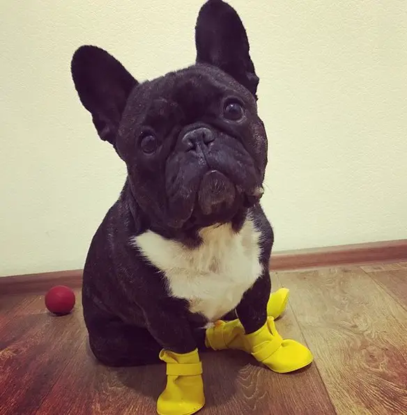 A French Bulldog wearing shoes while sitting on the floor