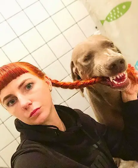 A Weimaraner biting the braided hair of the woman