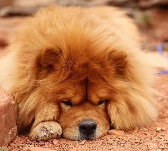 A Chow Chow lying down on the ground