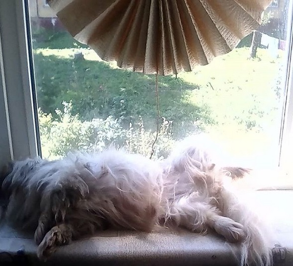 Pekingese sleeping with its leg spread out by the window