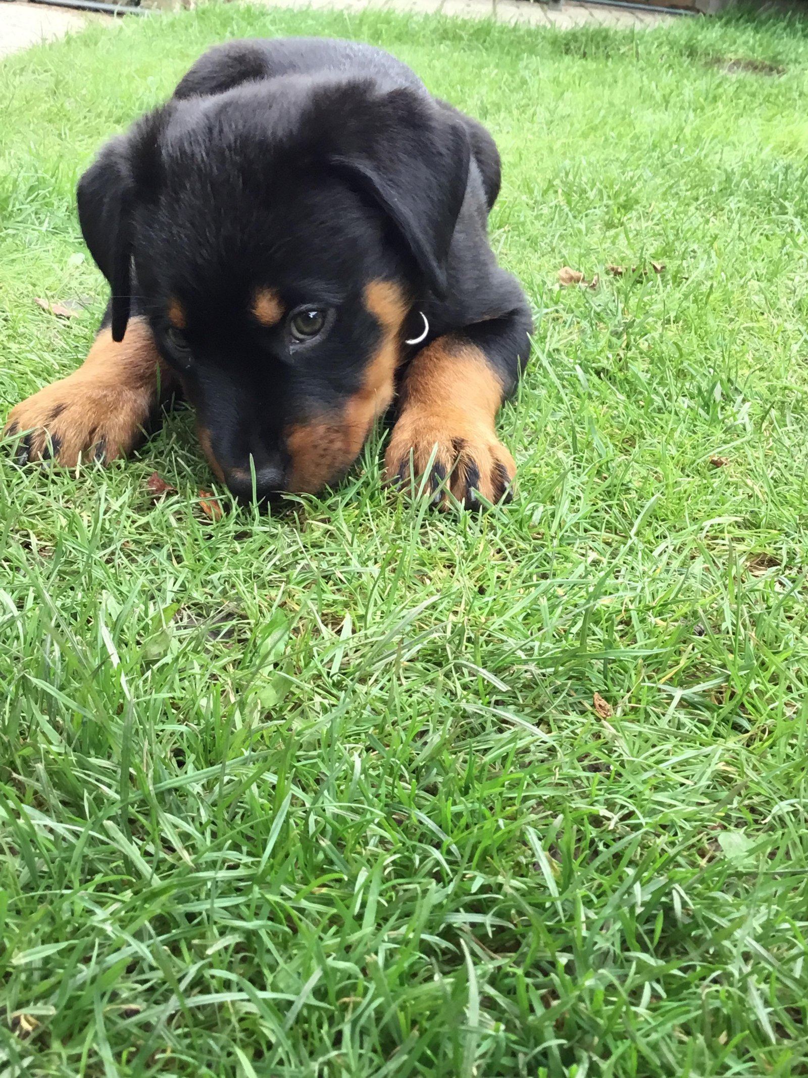 Rottweiler puppy lying down on the green grass